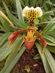 Paphiopedilum