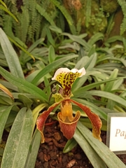 Paphiopedilum