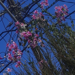 Papilionanthe