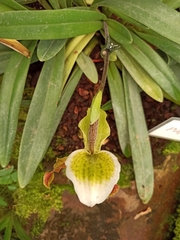 Paphiopedilum