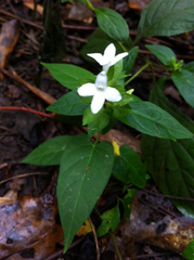 Yeatesia viridiflora