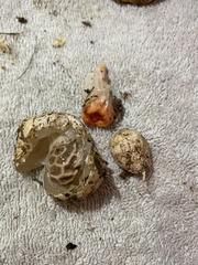 Lysurus periphragmoides