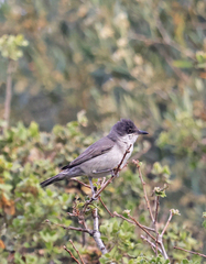 Curruca crassirostris
