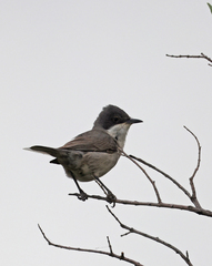 Curruca crassirostris