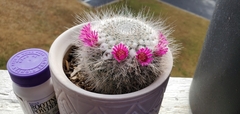 Mammillaria hahniana