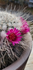 Mammillaria hahniana