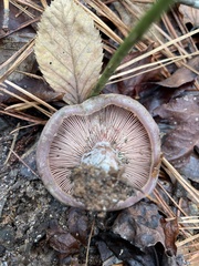Lactarius paradoxus