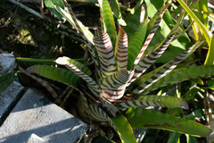 Aechmea zebrina