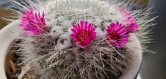Mammillaria hahniana