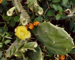 Opuntia stricta