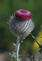 Cirsium occidentale