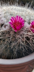 Mammillaria hahniana