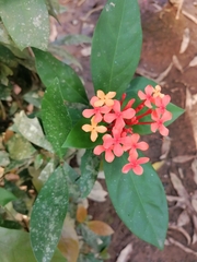 Ixora chinensis