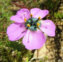 Drosera pauciflora