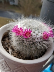 Mammillaria hahniana