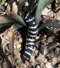 Chlanidophora patagiata