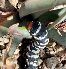 Chlanidophora patagiata