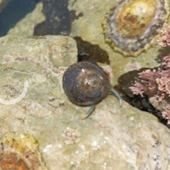 Littorina littorea
