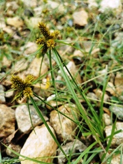 Cyperus aggregatus