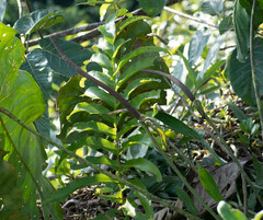 Phlebodium decumanum