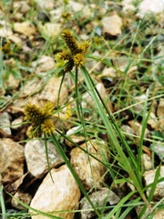 Cyperus aggregatus
