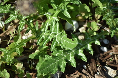 Galactites tomentosus