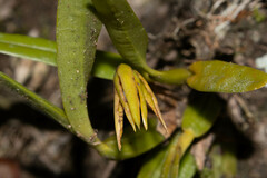 Maxillaria