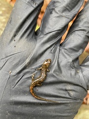 Desmognathus conanti