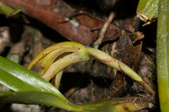 Maxillaria
