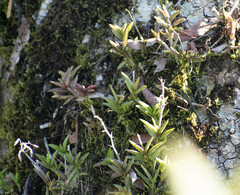 Maxillaria