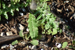 Galactites tomentosus