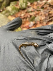 Desmognathus conanti