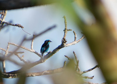 Dacnis lineata