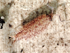 Porcellionides cingendus