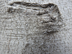 Cryptococcus fagisuga