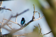 Dacnis lineata
