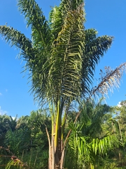 Cocoseae