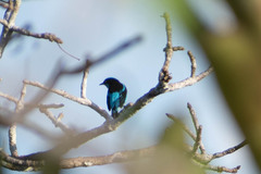 Dacnis lineata