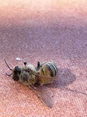 Apis mellifera