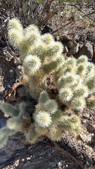 Cylindropuntia bigelovii