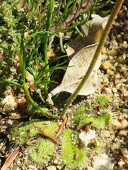 Drosera pauciflora