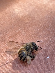 Apis mellifera