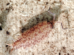 Porcellionides cingendus