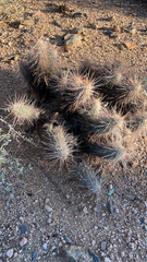 Echinocereus