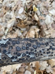 Biscogniauxia marginata