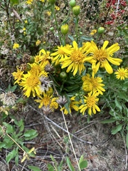 Heterotheca subaxillaris