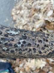 Biscogniauxia marginata