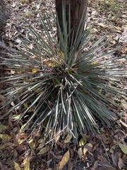 Yucca