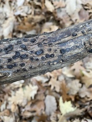 Biscogniauxia marginata