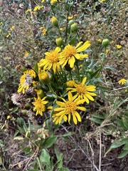 Heterotheca subaxillaris